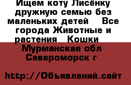 Ищем коту Лисёнку дружную семью без маленьких детей  - Все города Животные и растения » Кошки   . Мурманская обл.,Североморск г.